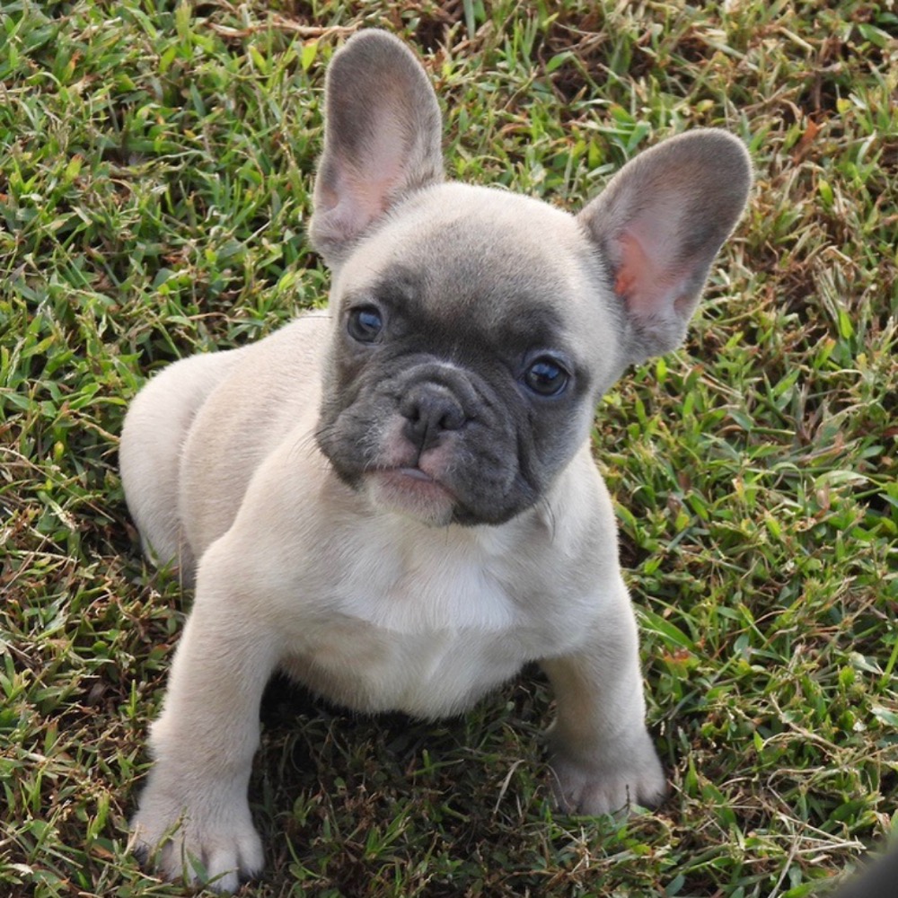 FRENCH BULLDOG | FEMALE | ID:3162-TF - Central Park Puppies