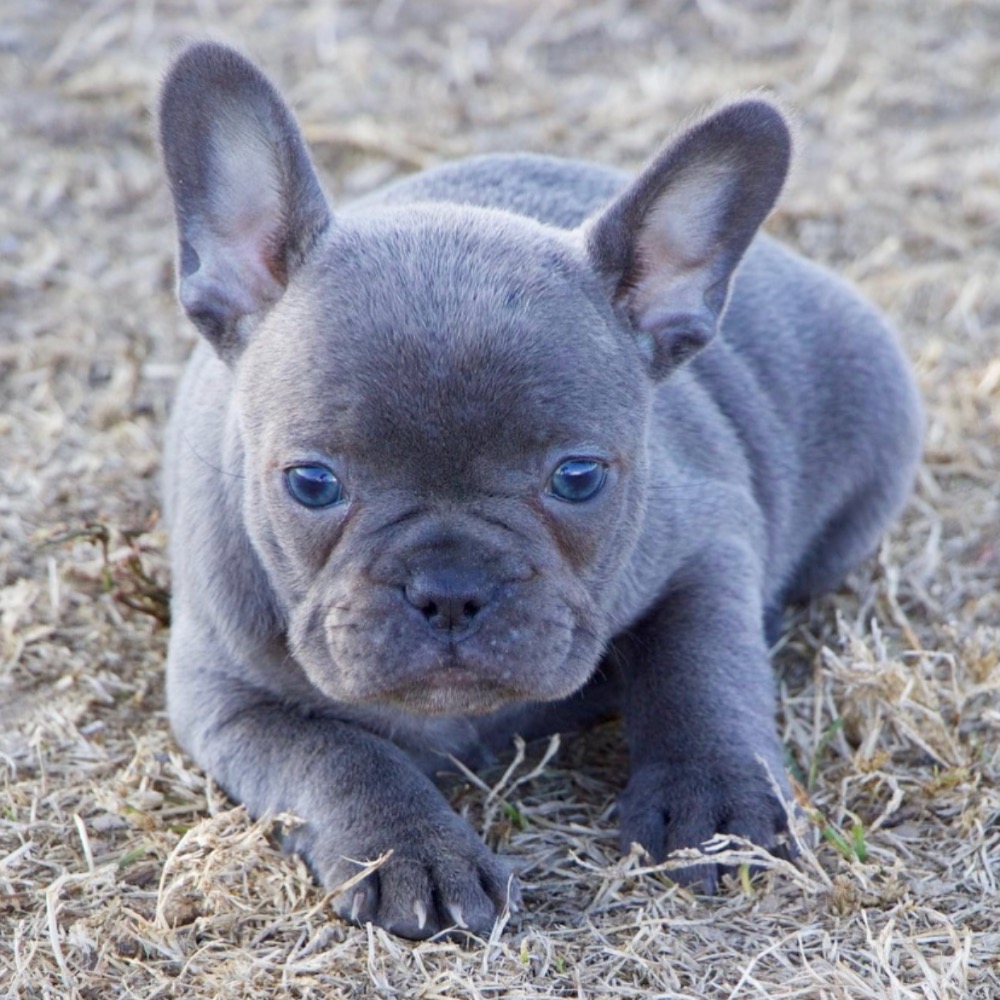 FRENCH BULLDOG FEMALE ID9168LB Central Park Puppies