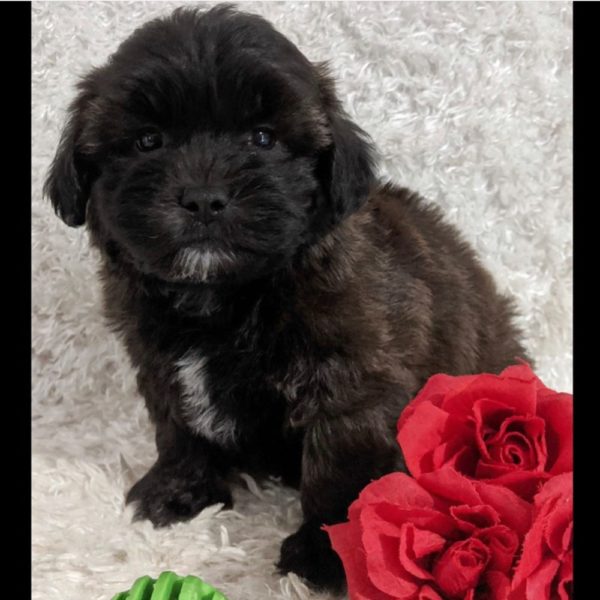 Shih-poo Puppy for Sale
