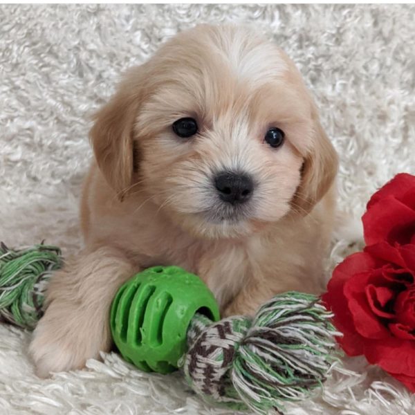 Shih-poo Puppy for Sale
