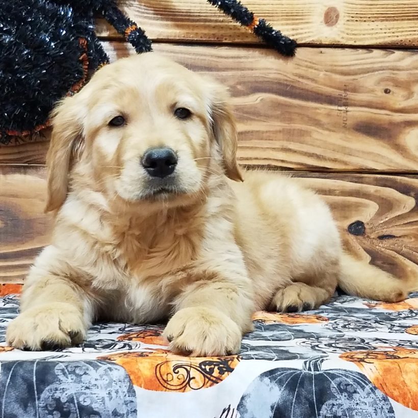 GOLDEN RETRIEVER | MALE | ID:1920-MK – Central Park Puppies