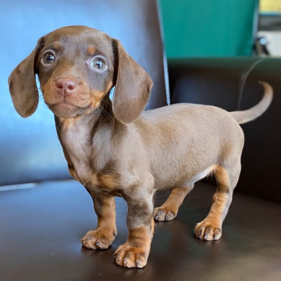 Free Miniature Dachshund Puppies The 10 smallest dog breeds in existence