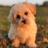 Maltipoo (maltese × Poodle) Puppy for Sale