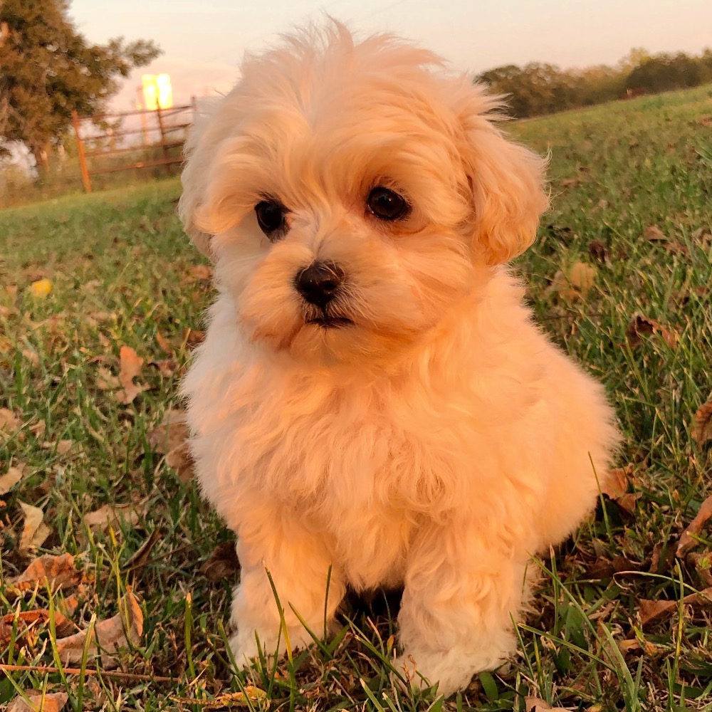 Poodle Puppies for sale in Alaska USA