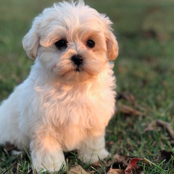 Maltipoo (maltese × Poodle) Puppy for Sale