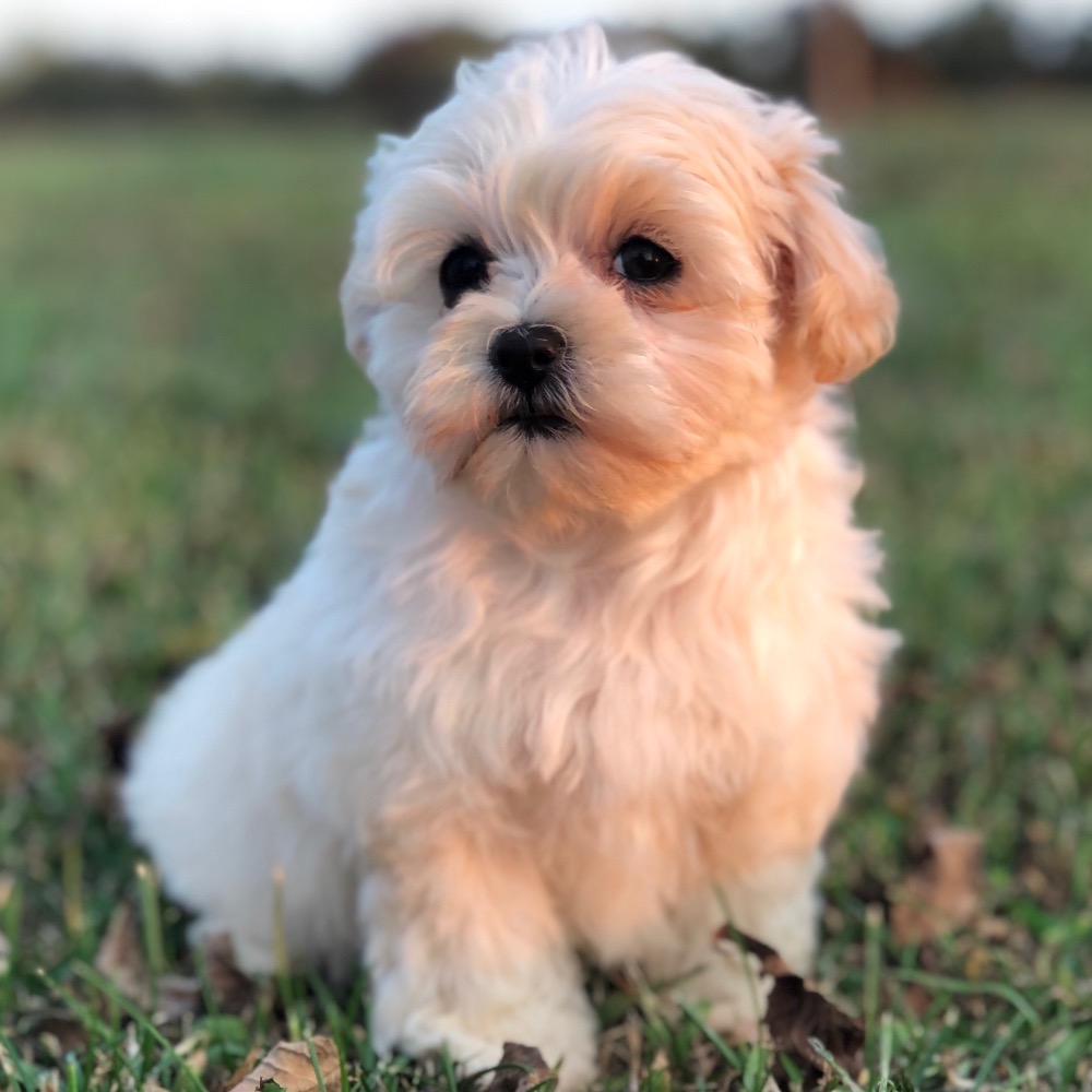 maltipoo stuffed toy