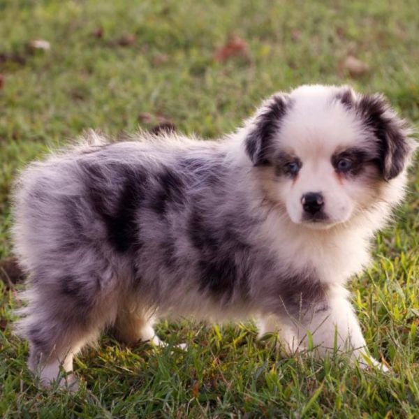 Miniature Australian Shepherd Puppy for Sale