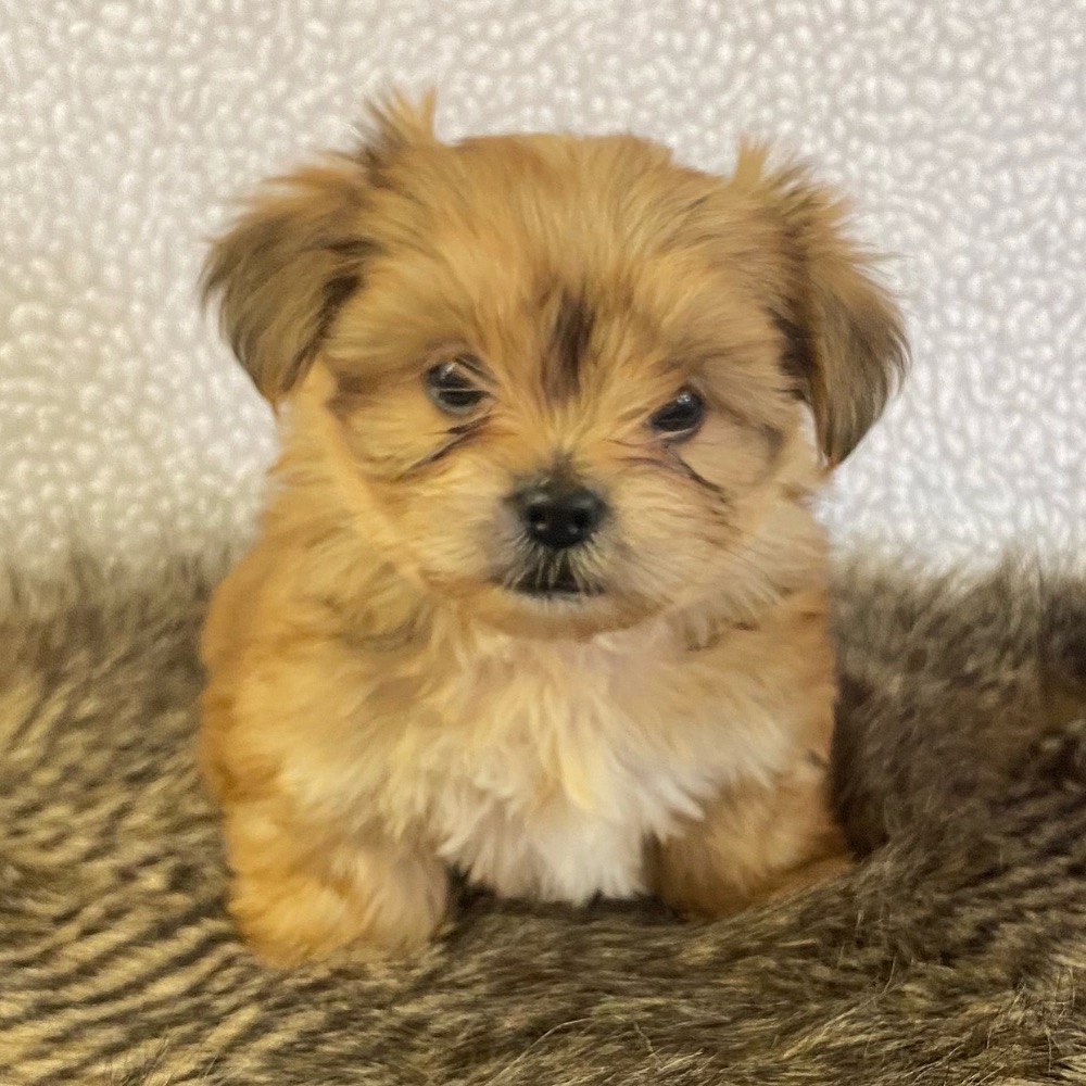 SHORKIE | FEMALE | ID:7787-RE - Central Park Puppies