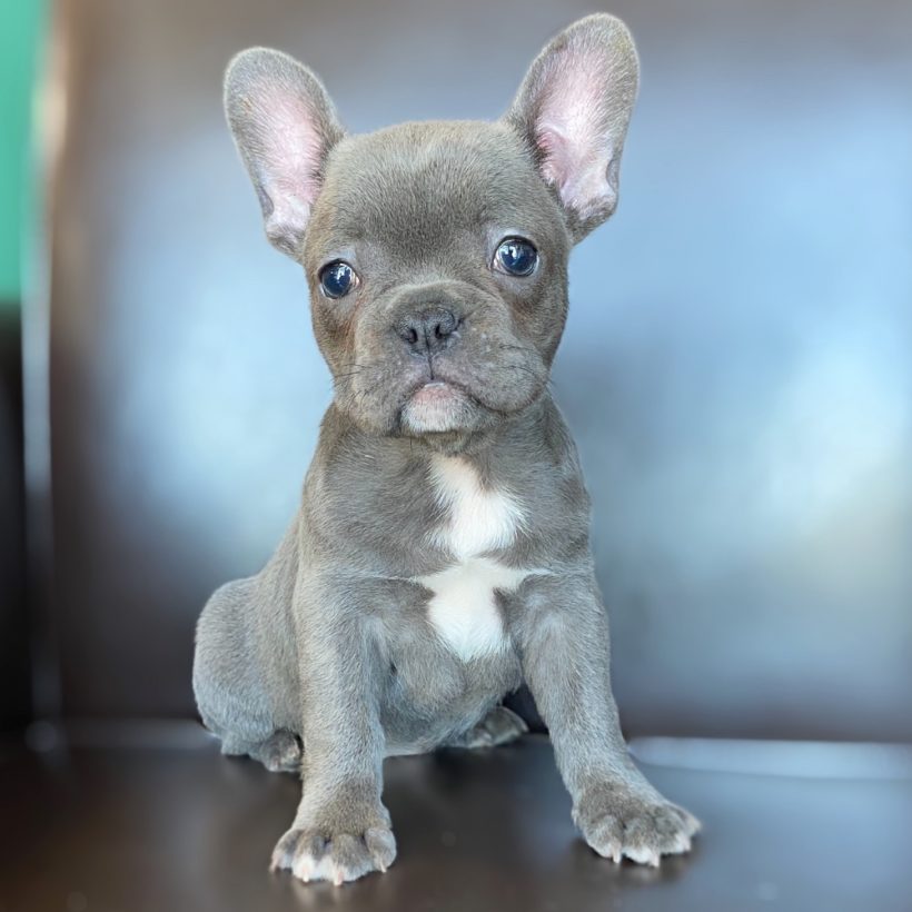 Cool Names For Female French Bulldogs