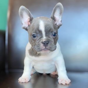 French Bulldog Puppy for Sale