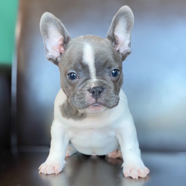 FRENCH BULLDOG MALE ID9169LB Central Park Puppies