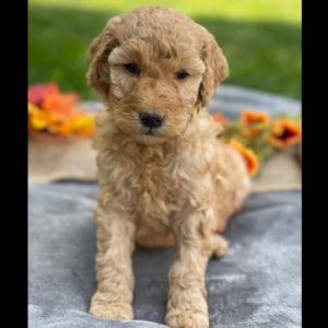 F1b Mini Goldendoodle Puppy for Sale