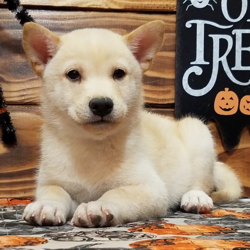 $100 of shiba inu