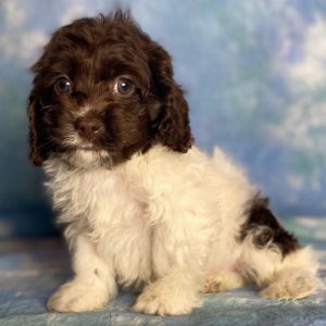 Cockapoo Puppy for Sale