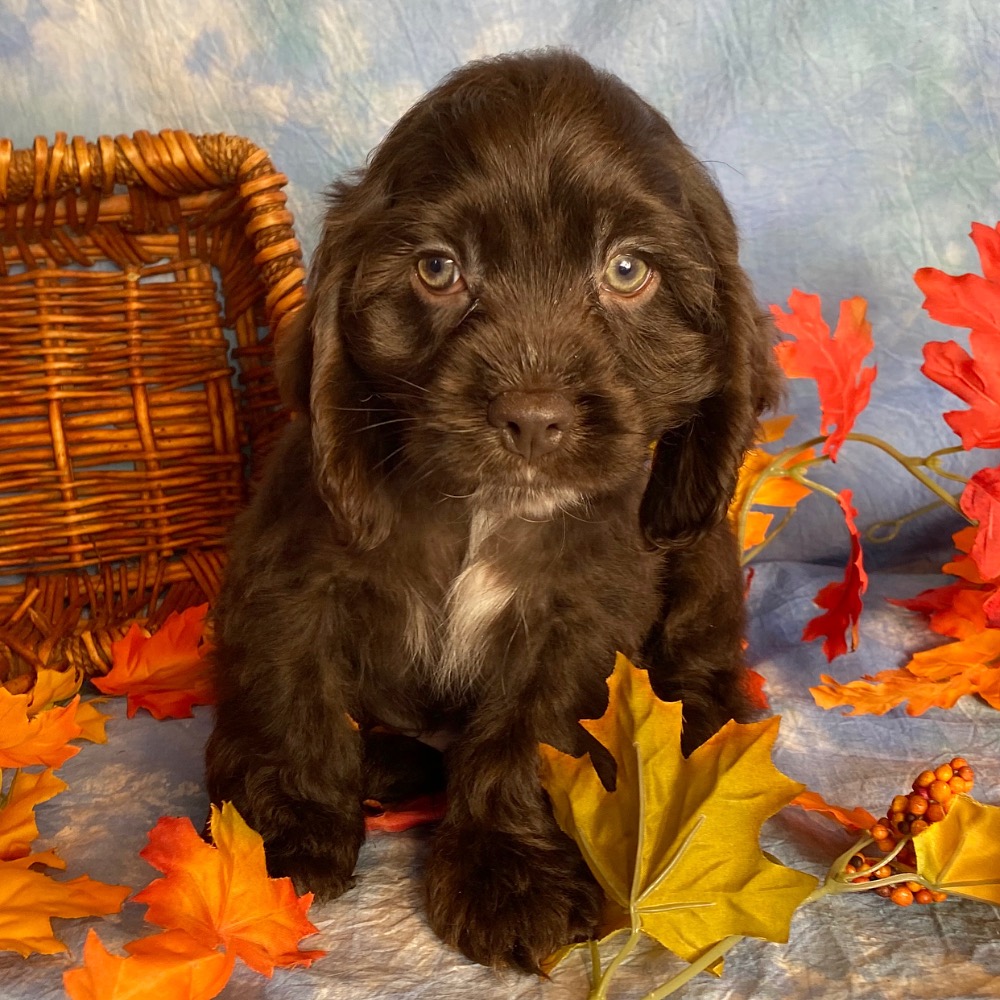 Cocker Spaniel Puppy for Sale in NYC