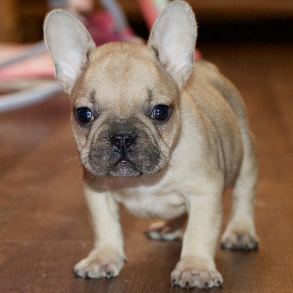 FRENCH BULLDOG | MALE | ID:9161-LB – Central Park Puppies