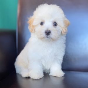 Maltipoo Puppy for Sale