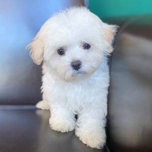 Maltipoo Puppy for Sale