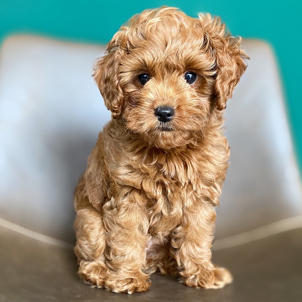 F1B MINI GOLDENDOODLE | FEMALE | ID:5580-RS – Central Park Puppies
