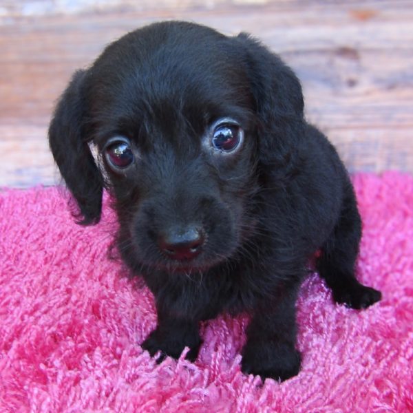 Doxiepoo Puppy for Sale