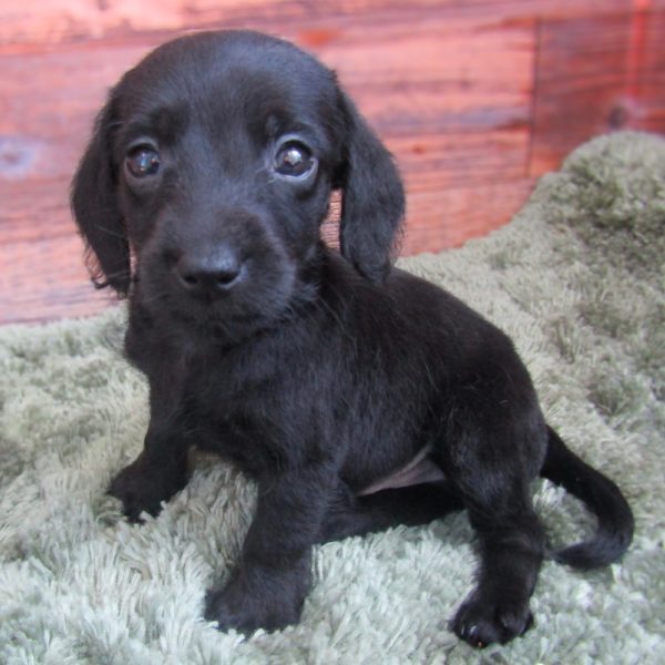 Doxiepoo Puppy for Sale