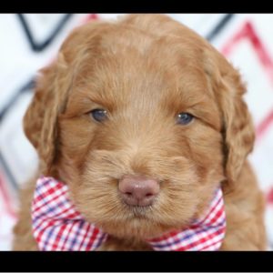 F1b Standard Labradoodle Puppy for Sale