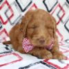 F1b Standard Labradoodle Puppy for Sale