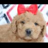 F1b Standard Labradoodle Puppy for Sale