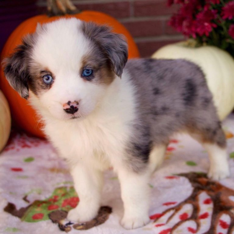 MINIATURE AUSTRALIAN SHEPHERD | MALE | ID:9145-LB – Central Park Puppies