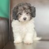 Poochon Puppy for Sale