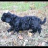 Lhasapoo Puppy for Sale