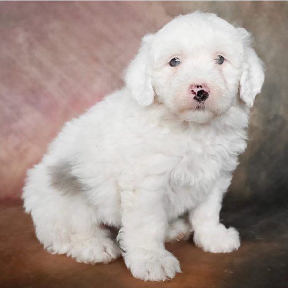 mini sheepadoodle mini sheepadoodle
