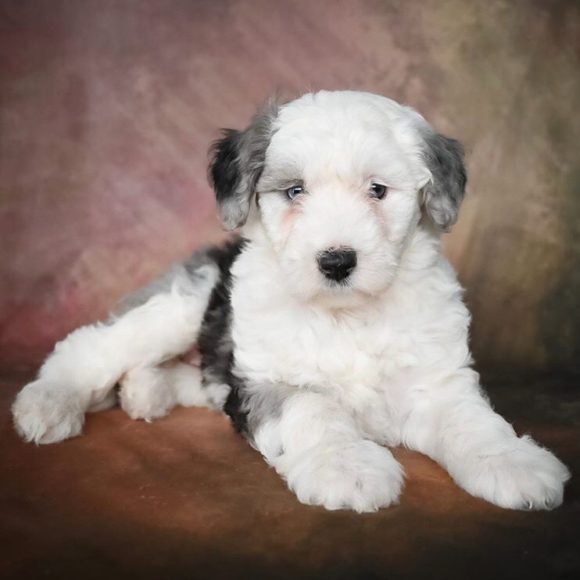 sheepadoodle plush