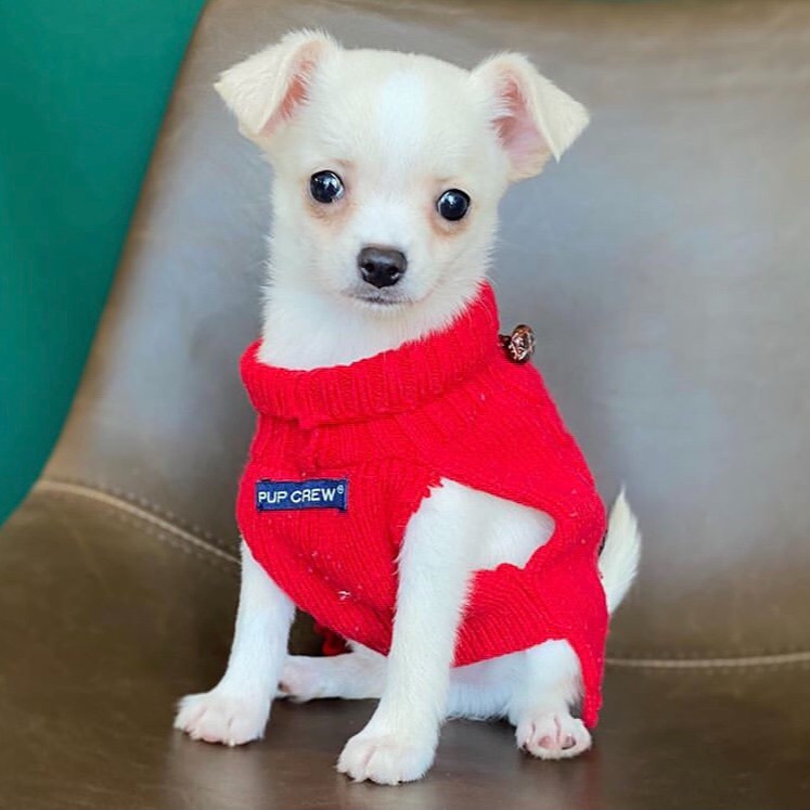 Chihuahua Puppy for Sale in NYC