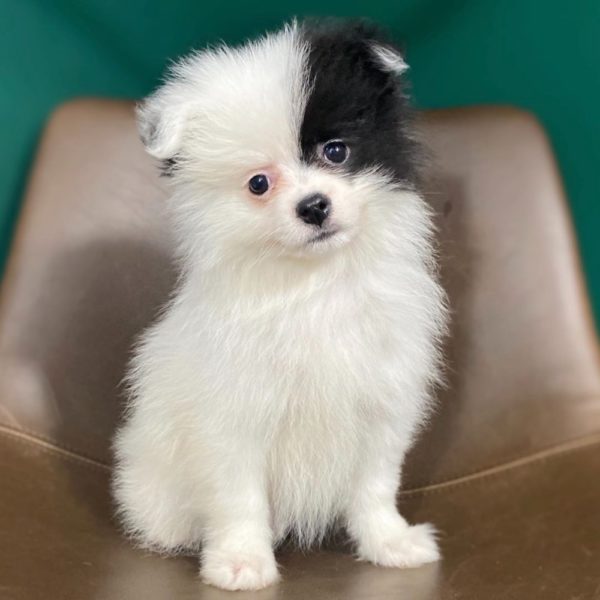 Pomeranian Puppy for Sale