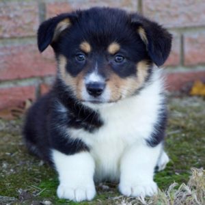 Pembroke Welsh Corgi Puppy for Sale