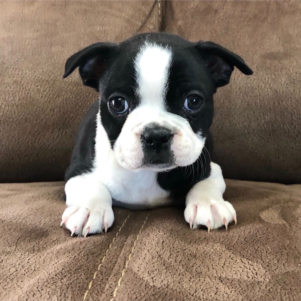 BOSTON TERRIER FEMALE ID4496CCS Central Park Puppies