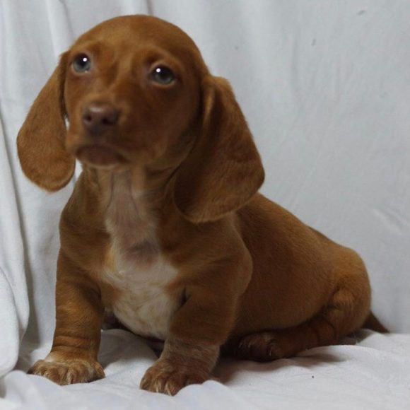 MINI DACHSHUND MALE ID22188KS Central Park Puppies
