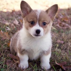 Pembroke Welsh Corgi Puppy for Sale
