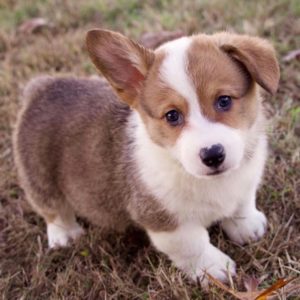 Pembroke Welsh Corgi Puppy for Sale
