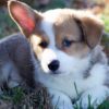 Pembroke Welsh Corgi Puppy for Sale