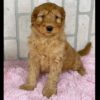Mini F1b Irish Goldendoodle Puppy for Sale