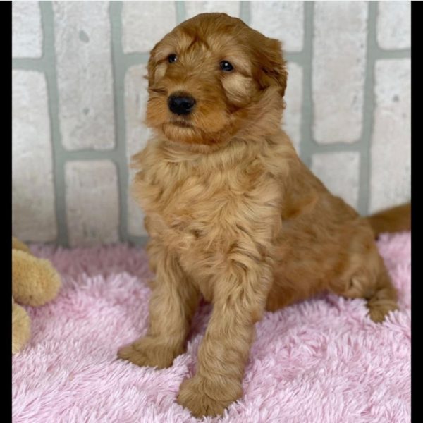 Mini F1b Irish Goldendoodle Puppy for Sale