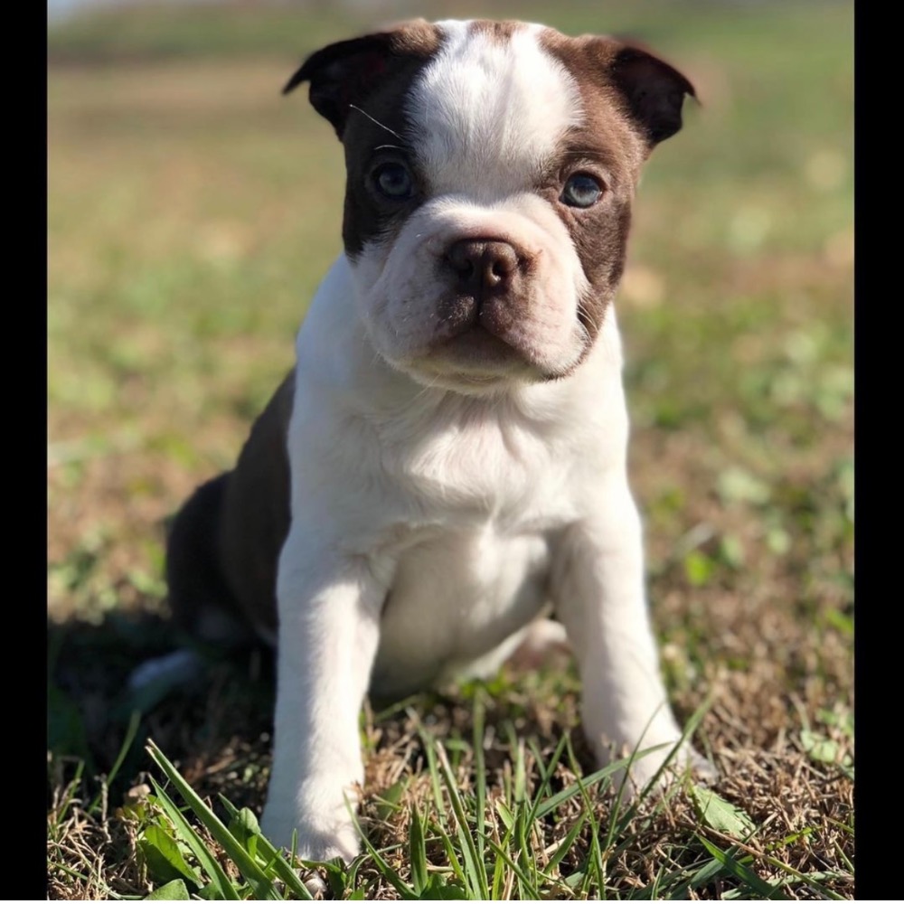 BOSTON TERRIER MALE ID4494CCS Central Park Puppies