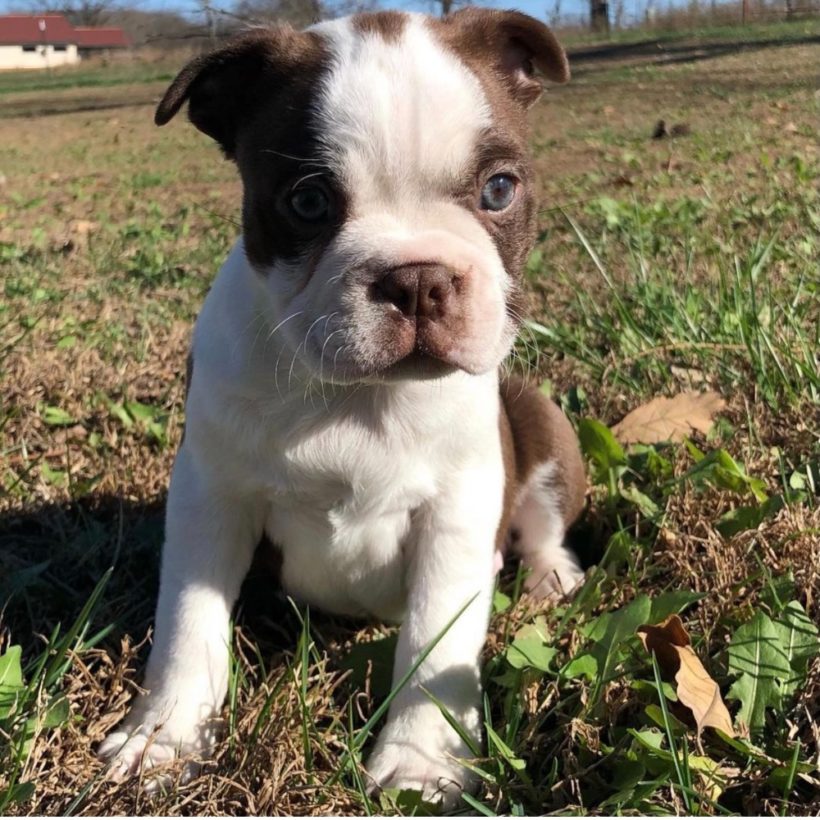 BOSTON TERRIER | MALE | ID:4494-CCS – Central Park Puppies