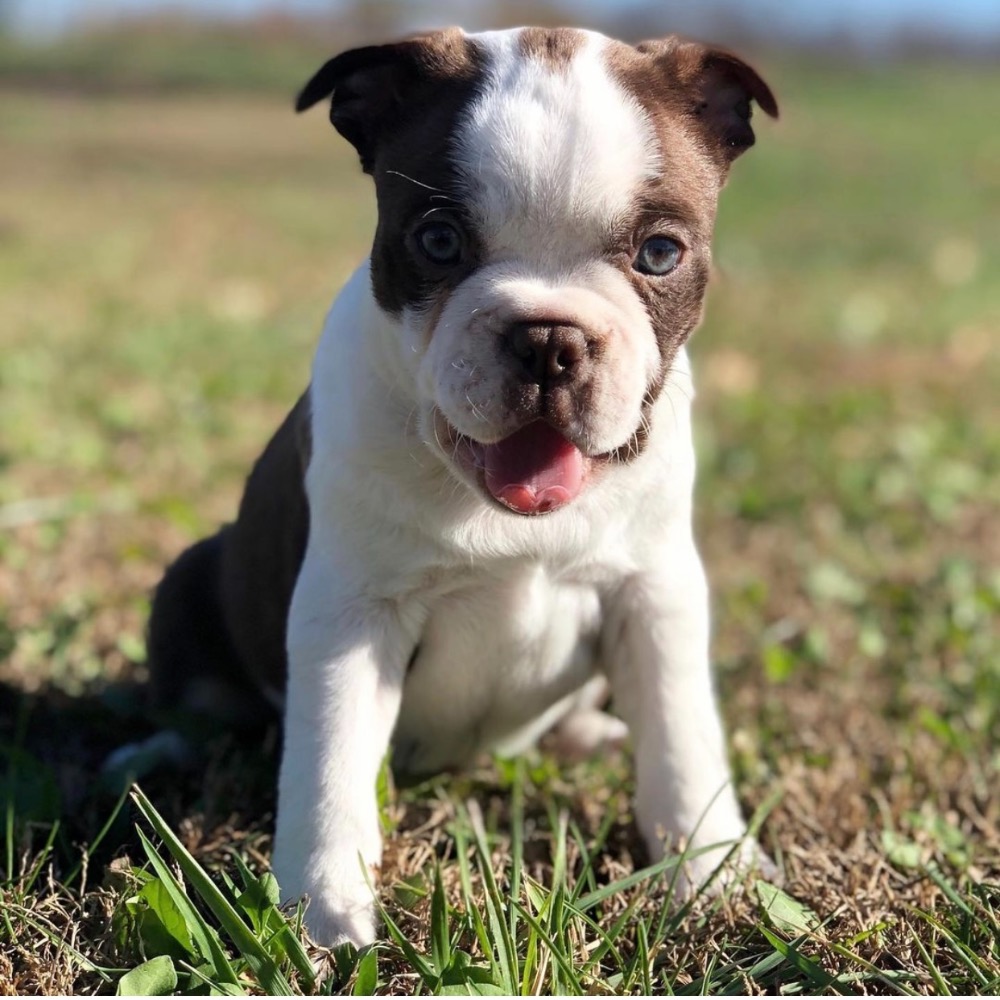 BOSTON TERRIER MALE ID4494CCS Central Park Puppies