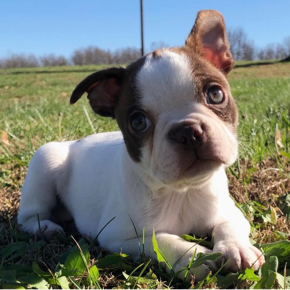 BOSTON TERRIER | FEMALE | ID:4495-CCS – Central Park Puppies