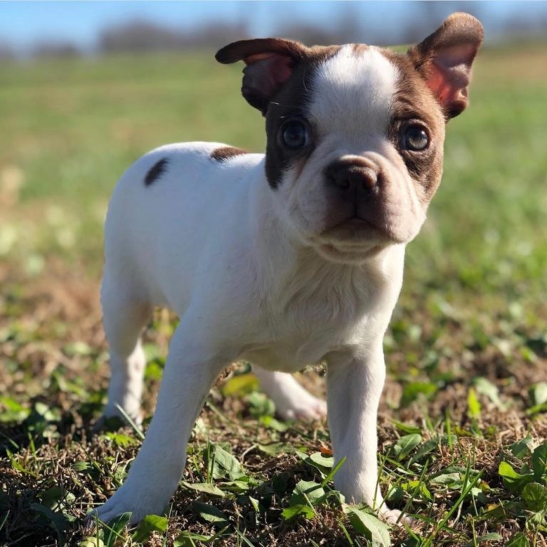 Female Boston Terrier Puppy for Sale | ID 4495-CCS