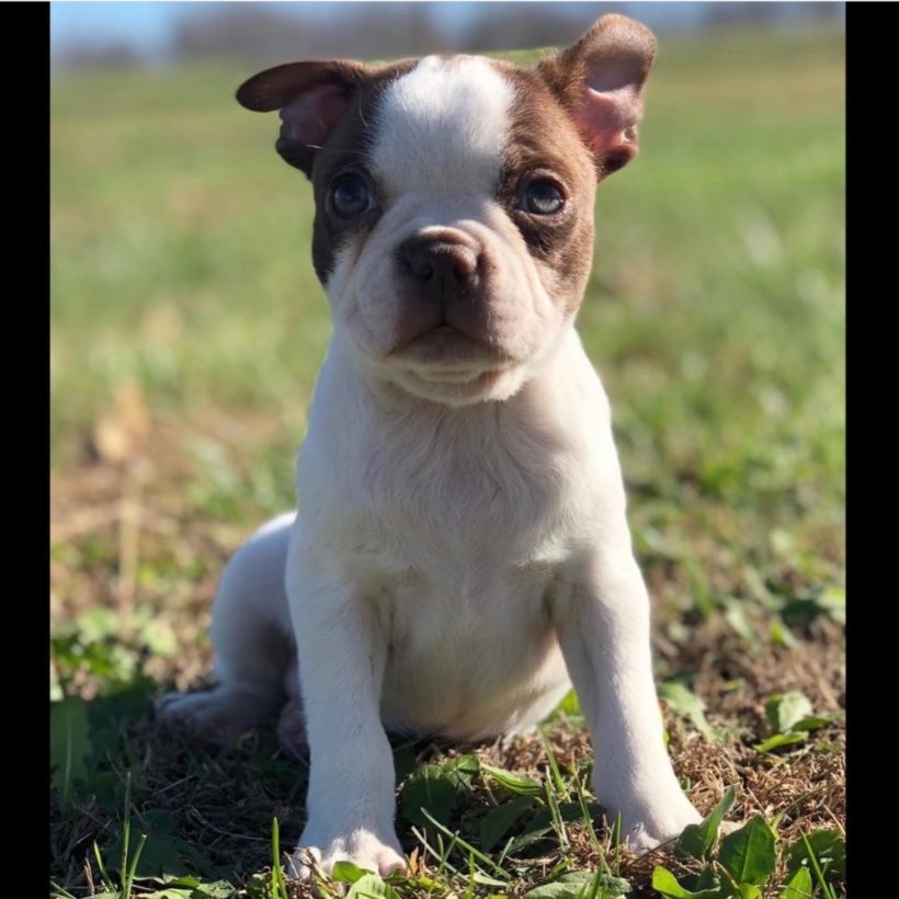 Female Boston Terrier Puppy for Sale | ID 4495-CCS