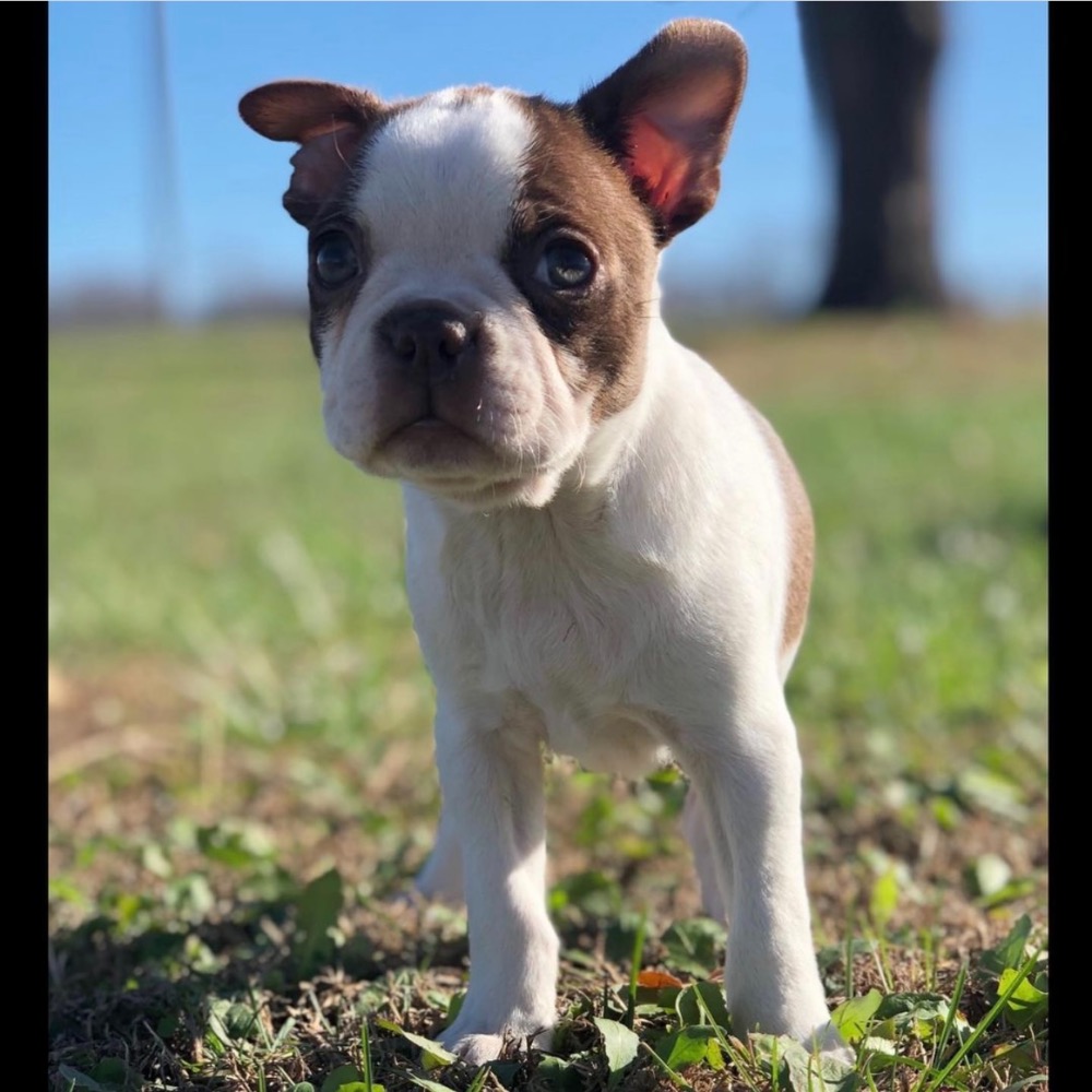 BOSTON TERRIER FEMALE ID4495CCS Central Park Puppies
